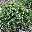 Можжевельник чешуйчатый Juniperus squamata 'Denfa Malachit' 